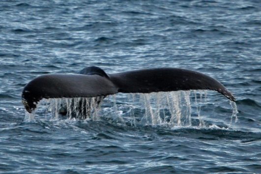 PRIVATE WHALE WATCHING TOUR